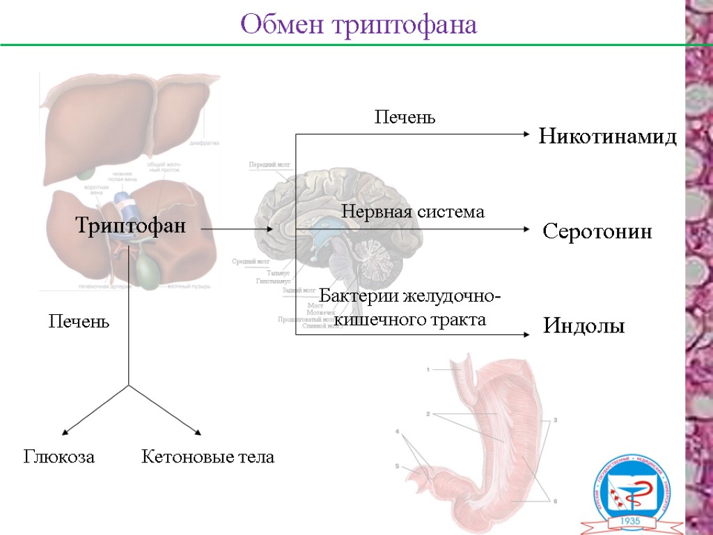 Роль печени в белковом обмене схема